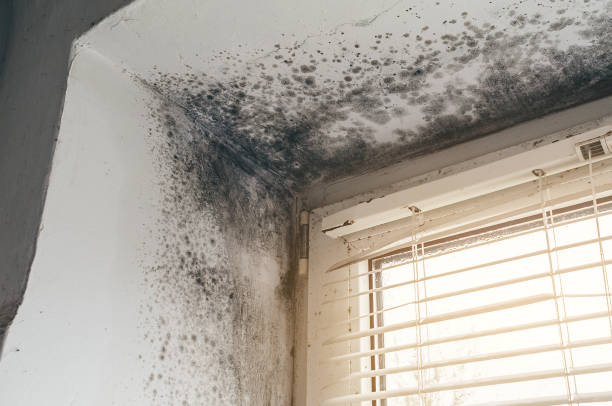 Affordable Attic Mold Remediation solutions in Henderson, CO