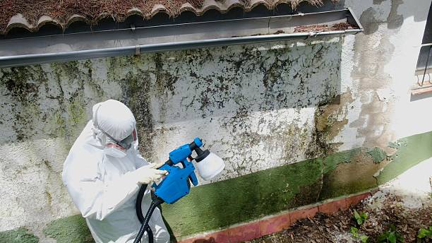 Top rated local Attic Mold Remediation specialists in Henderson, CO